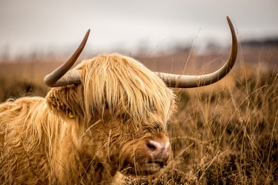 Grasslands of brown bison
